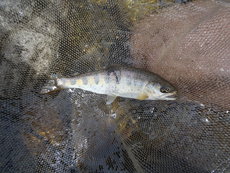 4月16日　長良川本流アマゴ釣り