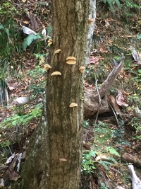 三重の海で傷ついたココロは岐阜の山でイヤす？