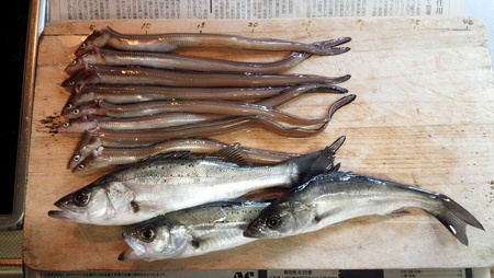 ゆづパパのちょっとそこまで ～釣り日記～:四日市 新ロッド ラグゼ エリアトライで根魚トライ