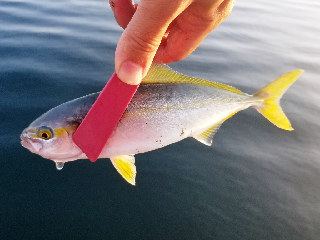 Swベイト 19年6月 7月に釣れたカツオ以外の魚 ショゴ ワカシ カマス セイゴ メバル