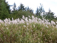 2013/10/17　ちょこっとお昼からお山歩、高川山。 2013/10/18 07:49:08