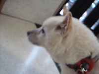 2013　11/14　一周忌で峰山の尾根を歩く 2013/11/15 09:03:01