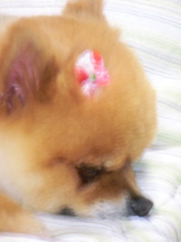 うたた寝