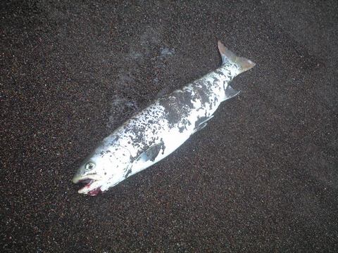 ポテンシャル高きＮ籐君