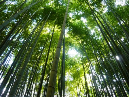 鎌倉・衣張山ハイキング