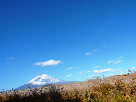富士山のススキ