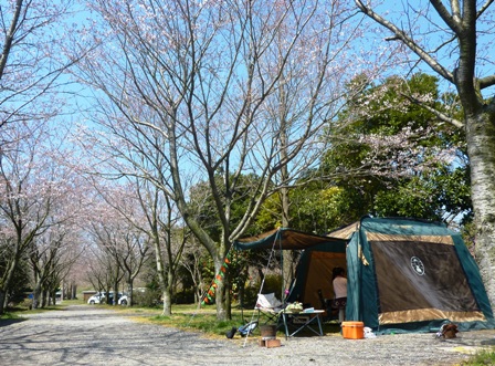 お花見キャンプのススメ