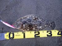 ヒラメ（ソゲ)36ｃｍ　山猫　玉三郎