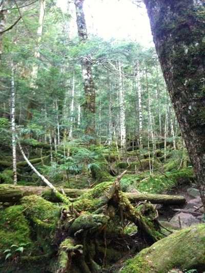 北八ヶ岳ハイク