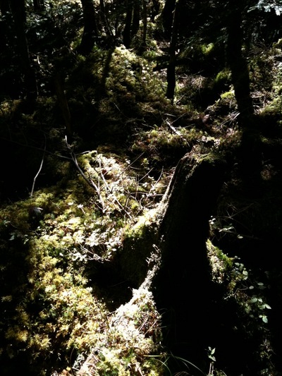北八ヶ岳ハイク