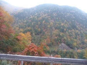 北岳に登らずに、芦安ー広河原間のバスから紅葉を楽しむ