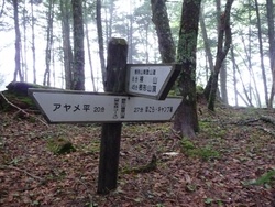 やはりアヤメは駄目?、櫛形山、09年7月7日　(2)