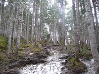 こんな時には、鳳凰、でも薬師岳のみ、2012年6月7日(3) 2012/06/10 23:34:20