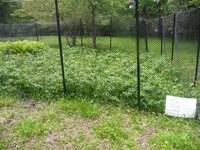 森を楽しむ櫛形山、2012年6月26日(3) 2012/07/01 18:34:05