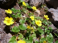 再び編笠山、そして権現岳周回、2012年7月4日(3) 2012/07/14 23:12:22
