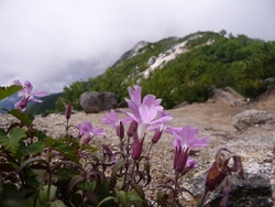 ようやく山、、鳳凰山でお花を堪能、2012年8月21日(5)