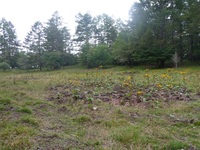 裏山、櫛形山をちょっと歩いてきました、2012年9月6日(2) 2012/09/11 11:49:11