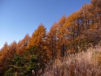 強風の権現岳、八ヶ岳横断歩道　2012年11月7日(2) 2012/11/10 15:46:05