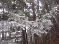 今冬、初の雪山、薬師岳、観音岳　2012年11月19日(2) 2012/11/22 22:19:43