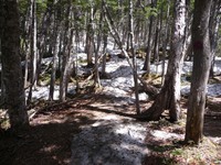 さらに雪融け進行、鳳凰山、2013年5月22日(2) 2013/06/03 22:49:48