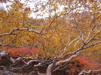 時間制約の中、鳳凰山薬師岳へ、2013年10月7日(2) 2013/10/10 22:40:21