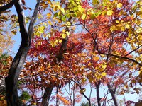 櫛形山、新トレッキングコース含め周回、2013年11月1日 2013/11/03 15:04:55