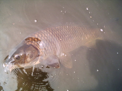 ４０分での釣果