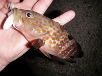 雑魚の海岸物語