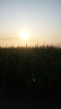 夏