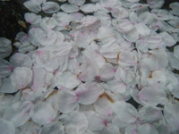 桜吹雪 2012/04/22 17:28:20