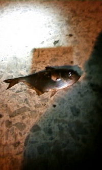 ちょっとだけ行ってきましたが…。 2009/04/09 03:50:23