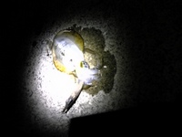 久々の投稿です。釣行してまいりました。 2009/09/25 10:46:08