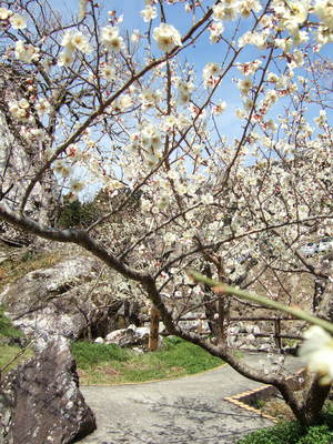土佐山の梅（嫁石の梅まつり）