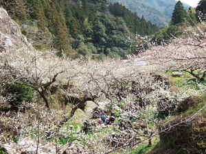 土佐山の梅（嫁石の梅まつり）