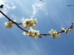 土佐山の梅（嫁石の梅まつり）
