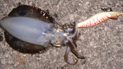 今年の初釣果は・・・