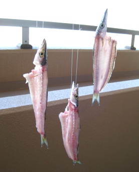 Cutlass fish hunting　#２３