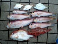 初の赤い魚　のち　悪夢(泣