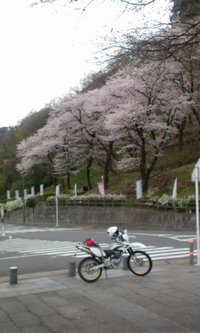 雨の道志