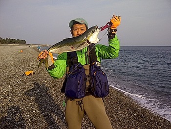 富山釣り遊喜 フクラギいっぱい釣れました