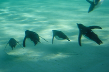 葛西臨海公園水族館