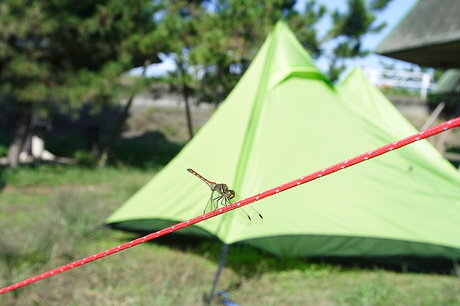 涸沼　広浦公園キャンプ場　で海鮮キャンプ