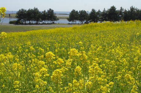 子守りのような…　花見のような…