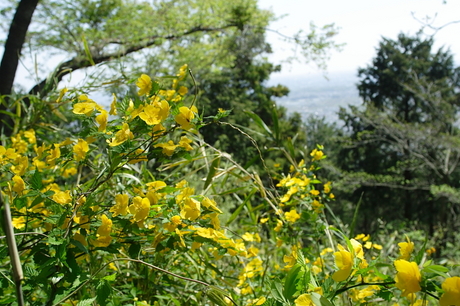 弘法山公園～念仏山