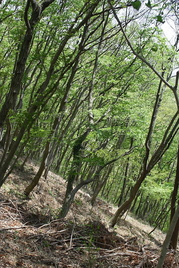 弘法山公園～念仏山