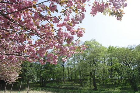 弘法山公園～念仏山