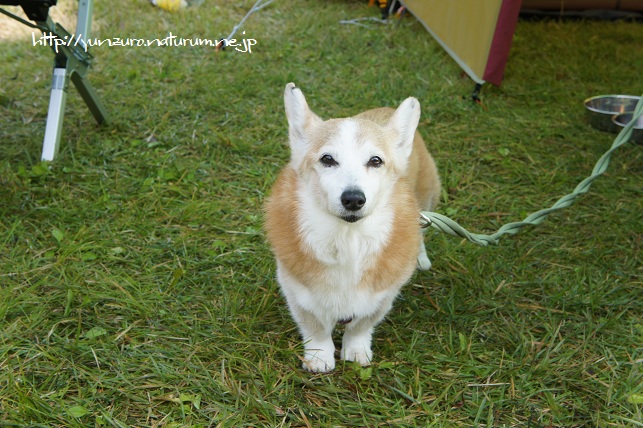 秋キャンin陶芸の里ゆーらんど☆