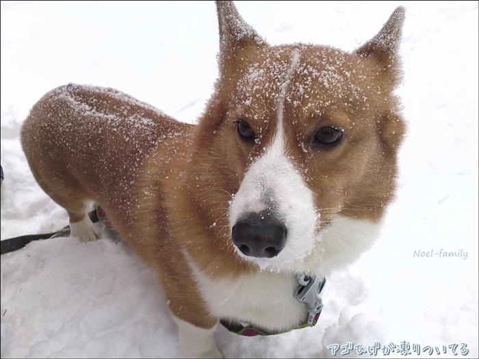 *snow trip* 2013 -初めてのスノーシュー編-