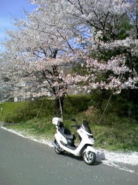 花見ツー