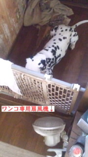 夏バテしております